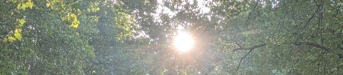 Feuillage éclairé par le soleil, illustrant la réflexion pour quel psy choisir